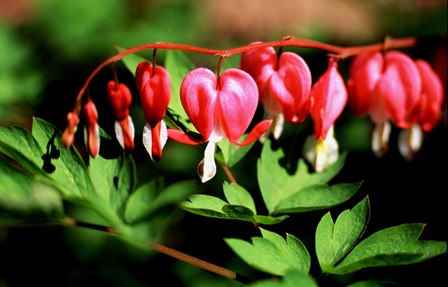 Bleeding Heart by Doug Ohman art print