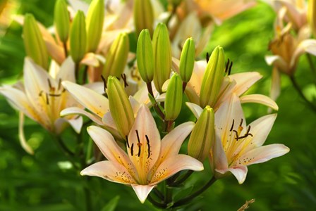 Lilies by Doug Ohman art print