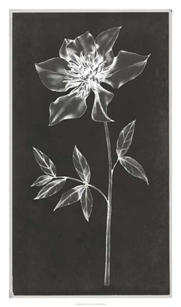 Single Stem IV by Jennifer Goldberger art print