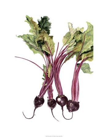 Watercolor Beets by Michael Willett art print