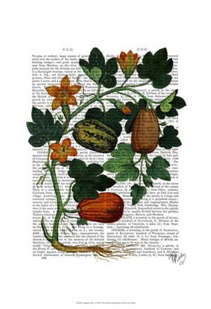 Squash Vine 1 by Fab Funky art print