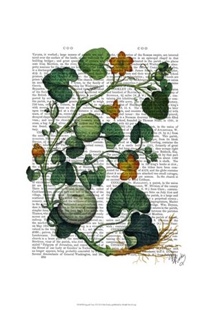 Squash Vine 2 by Fab Funky art print