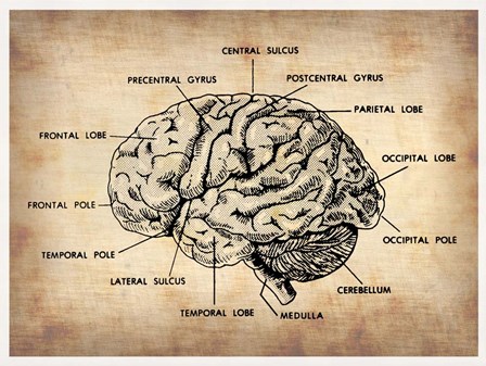 Vintage Brain Map Anatomy by Irina March Naxart Studio art print