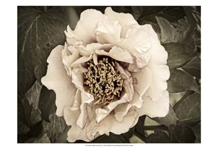 Golden Era Peony II by Rachel Perry art print