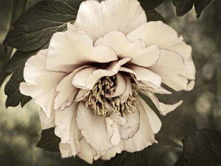 Golden Era Peony IV by Rachel Perry art print