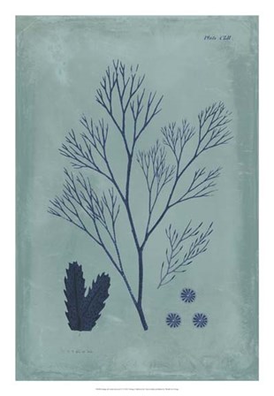 Indigo &amp; Azure Seaweed V by Vision Studio art print