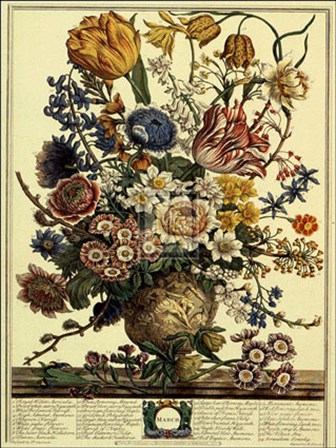 March/Twelve Months of Flowers, 1730 by Robert Furber art print