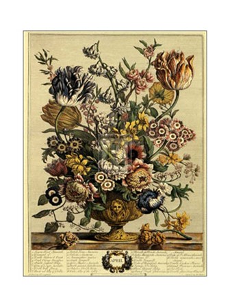 April/Twelve Months of Flowers, 1730 by Robert Furber art print