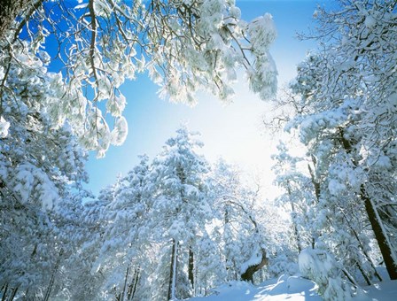 Cleveland National Forest, CA by Panoramic Images art print