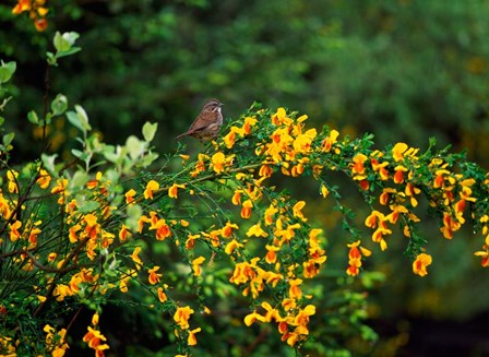 Song Sparrow Bird by Panoramic Images art print