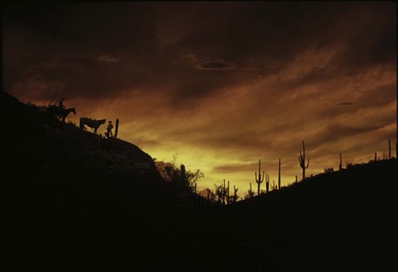 Sunset over The Sonoran Desert, AZ by Panoramic Images art print