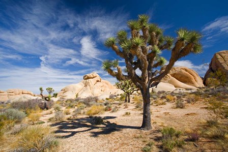 Joshua Tree Shadow by Panoramic Images art print