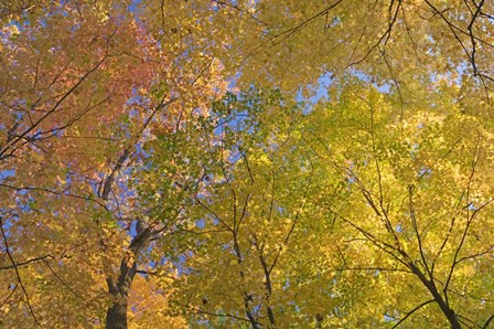 Mille Lacs Kathio State Park, Minnesota by Panoramic Images art print