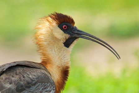 Buff-Necked Ibis,, Pantanal Wetlands, Brazil by Panoramic Images art print