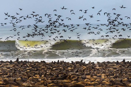 Cape Fur Seals, Cape Cross, Namibia by Panoramic Images art print