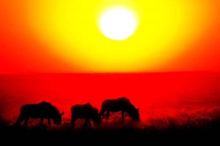 Wildebeests, Etosha National Park, Namibia by Panoramic Images art print