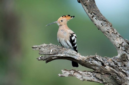 African Hoopoe, Ndutu, Ngorongoro Conservation Area, Tanzania by Panoramic Images art print