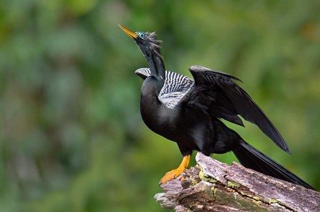 Anhinga, Tortuguero, Costa Rica by Panoramic Images art print