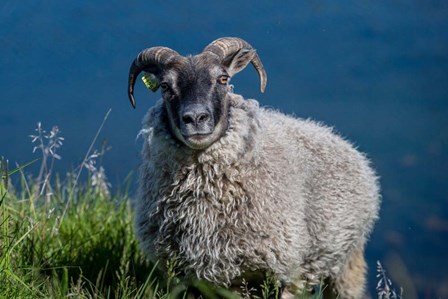 Sheep Grazing, Iceland by Panoramic Images art print