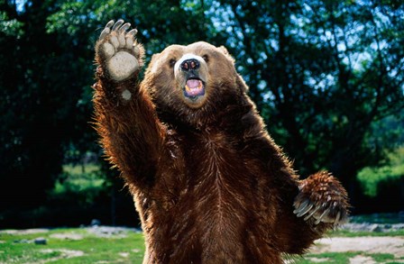 Grizzly Bear On Hind Legs by Panoramic Images art print