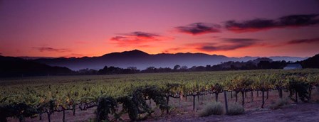 Vineyard At Sunset, Napa Valley, California by Panoramic Images art print