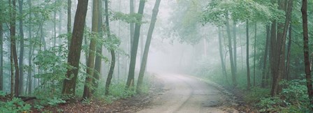 Skyline Drive, Jackson-Washington State Forest, Indiana by Panoramic Images art print