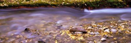 Cimarron Creek, New Mexico by Panoramic Images art print