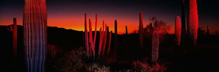 Organ Pipe National Park AZ by Panoramic Images art print