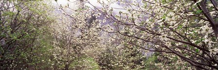 Dogwood Trees, Yosemite National Park, California by Panoramic Images art print