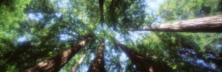 Muir Woods, Redwoods, CA by Panoramic Images art print