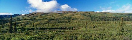 Denali National Park, Alaska by Panoramic Images art print