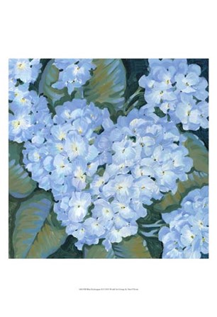 Blue Hydrangeas II by Timothy O&#39;Toole art print