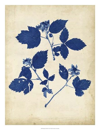 Indigo Leaf Study VI by Vision Studio art print