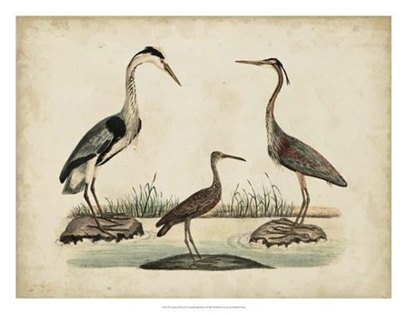 Common Heron &amp; Crested Purple Heron by Friedrich Strack art print