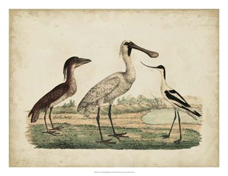 Avocet &amp; Boat-Billed Heron by Friedrich Strack art print