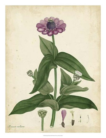 Antique Zinnia by Henry Andrews art print