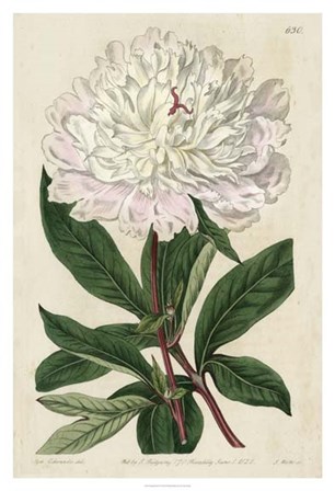 Imperial Floral I by Vision Studio art print