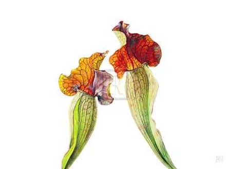 Rosie Sanders - Pitcher Plants I [Ed 99] by Rosie Sanders art print