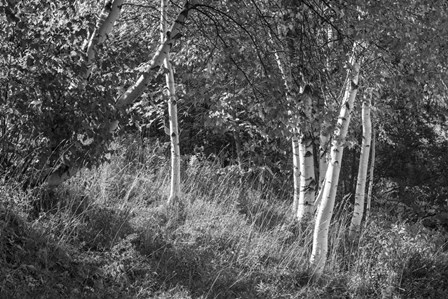 Sunlit Birches II by Sue Schlabach art print