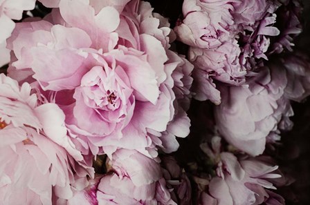 Peonies Galore I by Elizabeth Urquhart art print