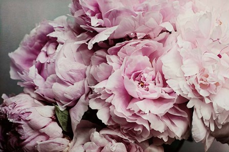 Peonies Galore II by Elizabeth Urquhart art print