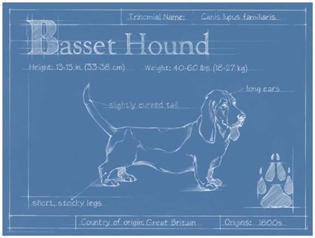 Blueprint Basset Hound by Ethan Harper art print