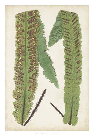 Fern Family III by E.J. Lowe art print