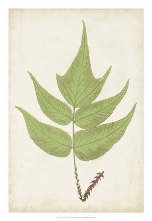 Fern Family VII by E.J. Lowe art print