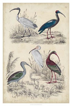 Ibis Family by Malcolm Milne art print