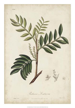 Medicinal Botany II by Churchill art print