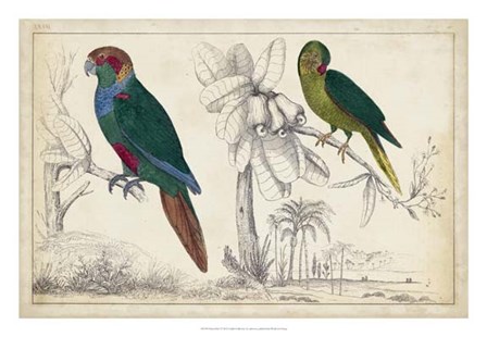 Parrot Pair I art print