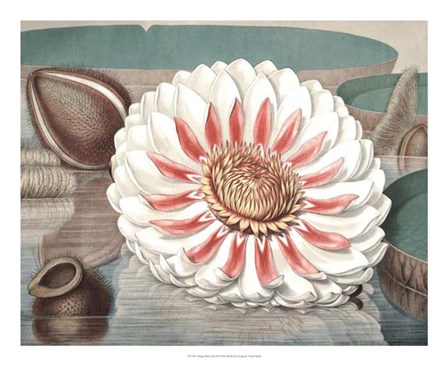 Vintage Water Lily III by Vision Studio art print