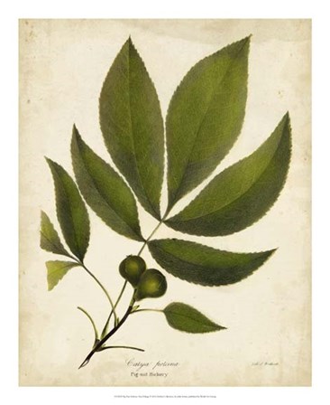 Pig-nut Hickory Tree Folige by John Torrey art print