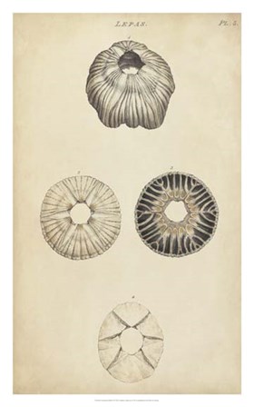 Cylindrical Shells II by Julie Wood art print